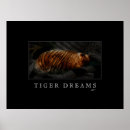 Suche nach tiger foto poster Fotografie