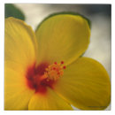 Suche nach gelber hibiskus fliesen Natur