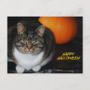 Suche nach miezekatze postkarten Für alle