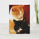 Suche nach rosa nase karten Katze