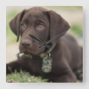 Suche nach labrador welpe wanduhren Hund