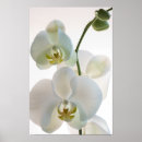 Suche nach orchideen poster Für sie
