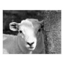 Suche nach lämmer poster Nutztier