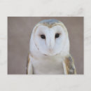 Suche nach schöne eule postkarten Vogel