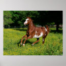 Suche nach pinto poster Bob sprache