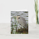 Suche nach graureiher karten Blau