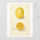 Suche nach lemon postkarten Darstellung