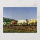 Suche nach pflügen postkarten Oxen