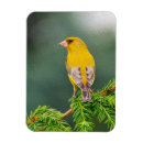 Suche nach niederlassung magnete Vogel