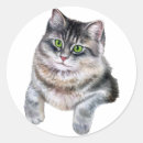 Suche nach graue katze aufkleber Jede person