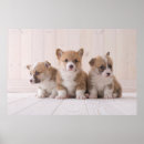 Suche nach corgis poster Hund