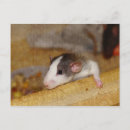 Suche nach niedliche ratte postkarten Jede person