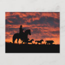 Suche nach wildes pferd postkarten Reiten