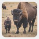Suche nach bison aufkleber Tierwelt