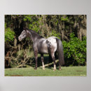 Suche nach appaloosa poster Rasse