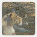 Suche nach könig der tiere aufkleber Leo