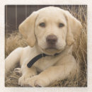 Suche nach labrador retriever untersetzer Retriefe