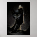 Suche nach cat eyes poster Kitten