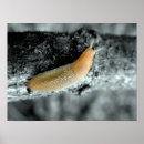 Suche nach schnecke poster Langsam
