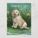Suche nach golden retriever welpe postkarten Hund