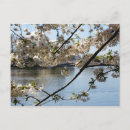 Suche nach matsuri Sakura