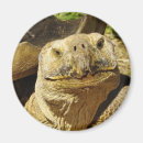 Suche nach glückliche schildkröte magnete Reptil