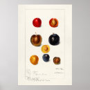 Suche nach der große apfel poster Obst