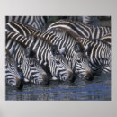 Suche nach plain poster Fauna