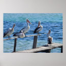 Suche nach pelikan poster Vogel