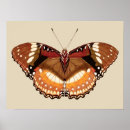 Suche nach orange und braun poster Schmetterling