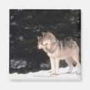 Suche nach grauer wolf magnete Wild lebende tiere