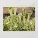 Suche nach regentropfen postkarten Natur