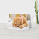 Suche nach ginger karten Haustier