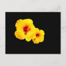 Suche nach gelber hibiskus postkarten Blume