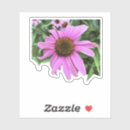 Suche nach coneflower Durchtränkt