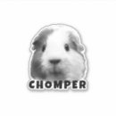 Suche nach katzen foto aufkleber Für haustiere