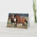 Suche nach shetlandpony postkarten Rasse