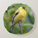 Suche nach goldfinch kissen Singvogel