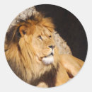 Suche nach löwe foto aufkleber König des dschungels