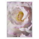 Suche nach friedensrose Rosa