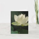 Suche nach lotos postkarten Teich