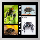 Suche nach spinne poster Schwarz