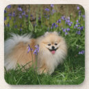 Suche nach loulou untersetzer Betrachten der kamera