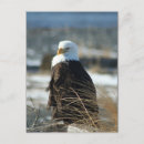 Suche nach kahler postkarten Tiere