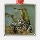 Suche nach kleine vögel ornamente Baby