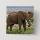Suche nach afrikanischer elefant buttons Natur