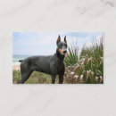 Suche nach dobermann visitenkarten Pinscher