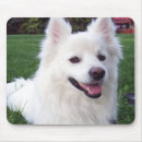 Suche nach eskimohund Tiere