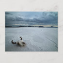 Suche nach afrikanischer büffel postkarten Natur