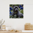 Suche nach staffordshire poster Haustier
